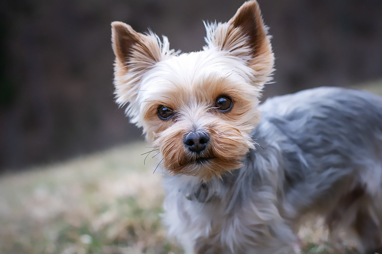 Treat Box For Small Dogs